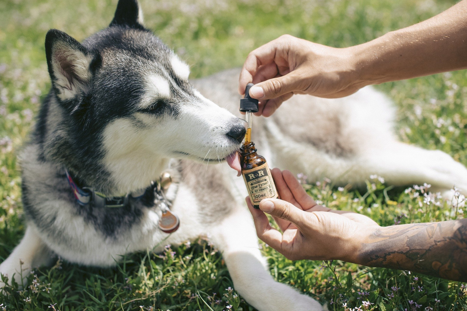 What’s the Difference Between CBD for Pets and CBD for People?